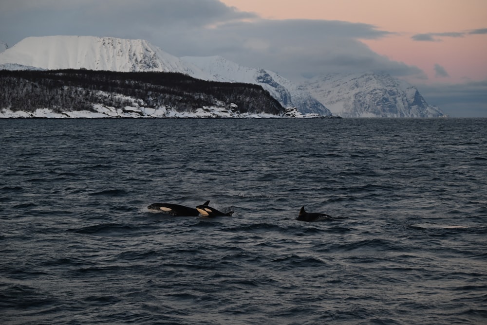 a couple of dolphins swimming in the ocean