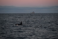 A vast ocean with gentle waves under a twilight sky. An orca's dorsal fin is visible above the water's surface in the foreground. In the background, a large ship sails across the horizon.