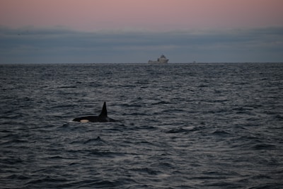 A vast ocean with gentle waves under a twilight sky. An orca's dorsal fin is visible above the water's surface in the foreground. In the background, a large ship sails across the horizon.