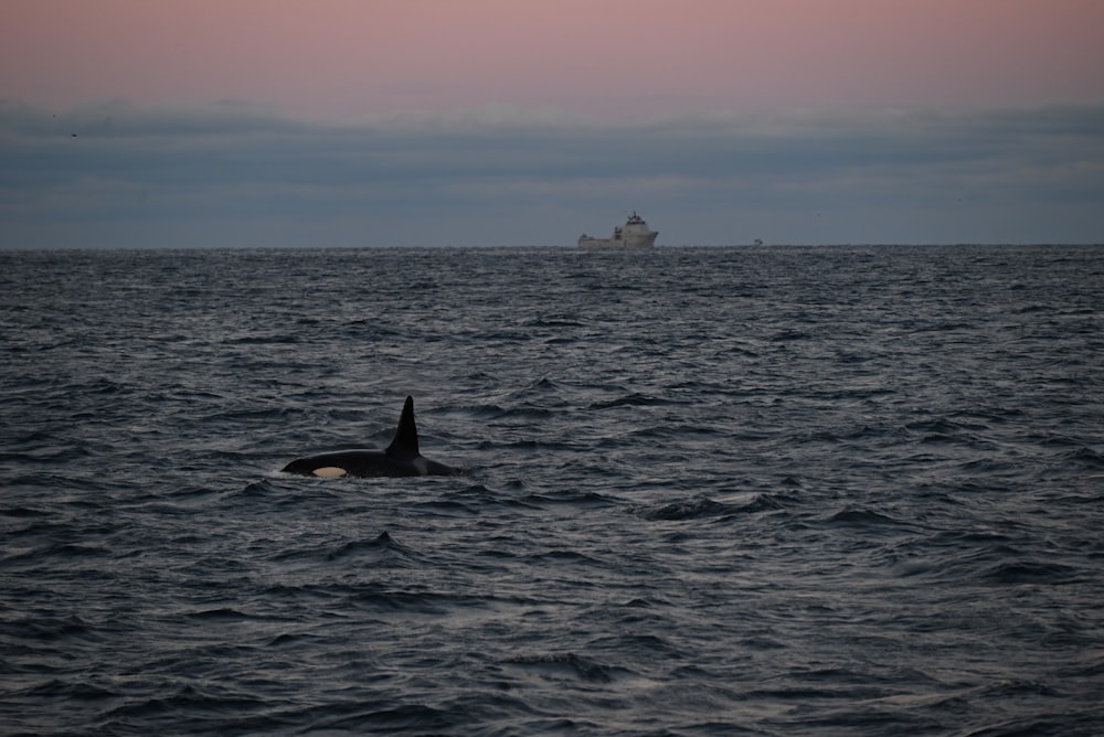 a whale swimming in the ocean with a ship in the background
