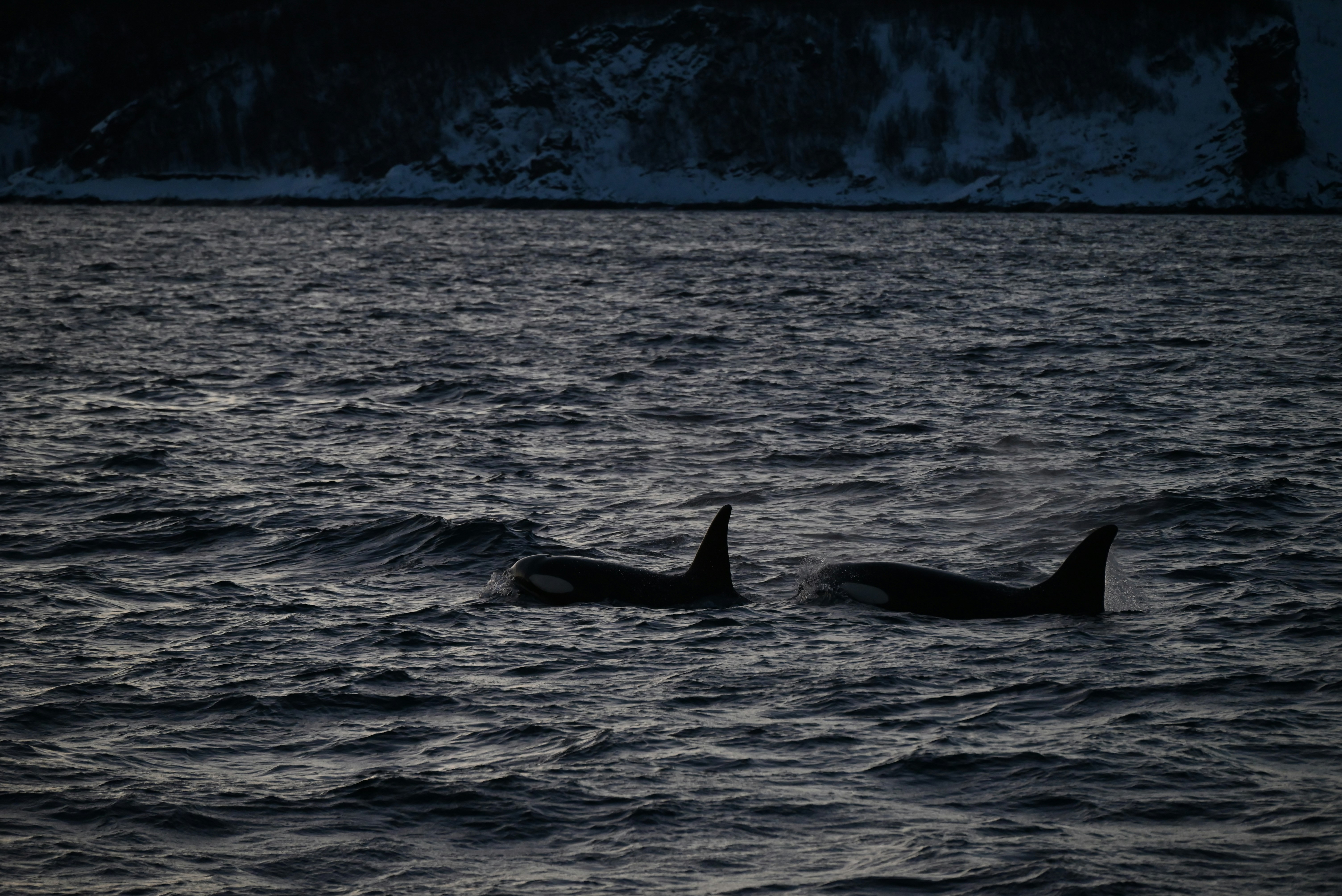 A couple of dolphins swimming in the ocean photo – Free Norway Image on ...