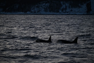 Two orcas swim close to the surface of a dark and choppy ocean, with distant snow-covered cliffs visible under low light conditions.