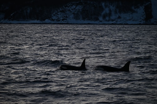 Two orcas swim close to the surface of a dark and choppy ocean, with distant snow-covered cliffs visible under low light conditions.