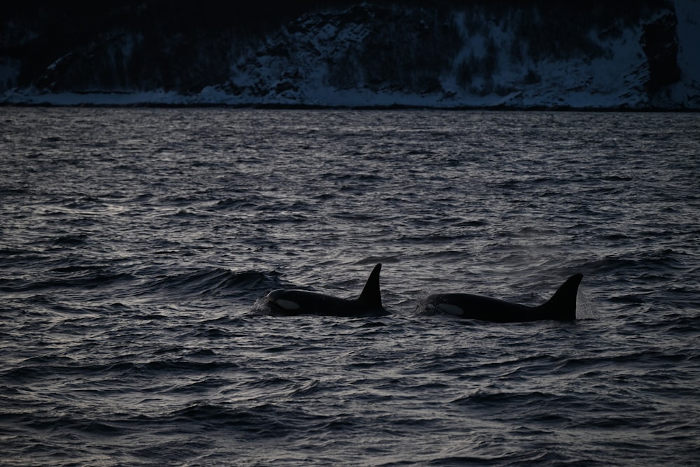 a couple of dolphins swimming in the ocean