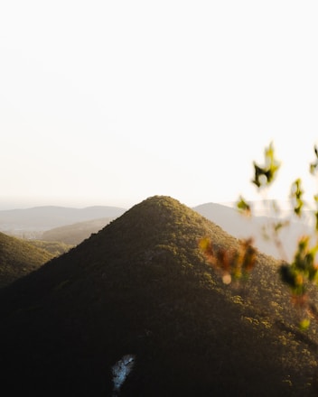 A serene view of lush green hills with herbal plants in the foreground under soft sunlight.
