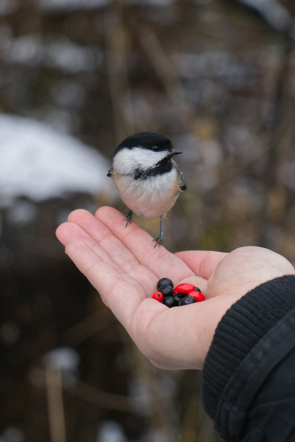 a person holding a small bird on their palm