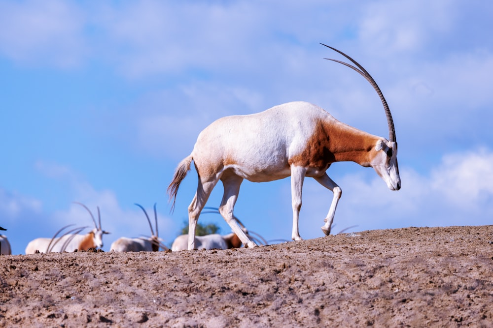 a group of antelope standing on top of a dirt field