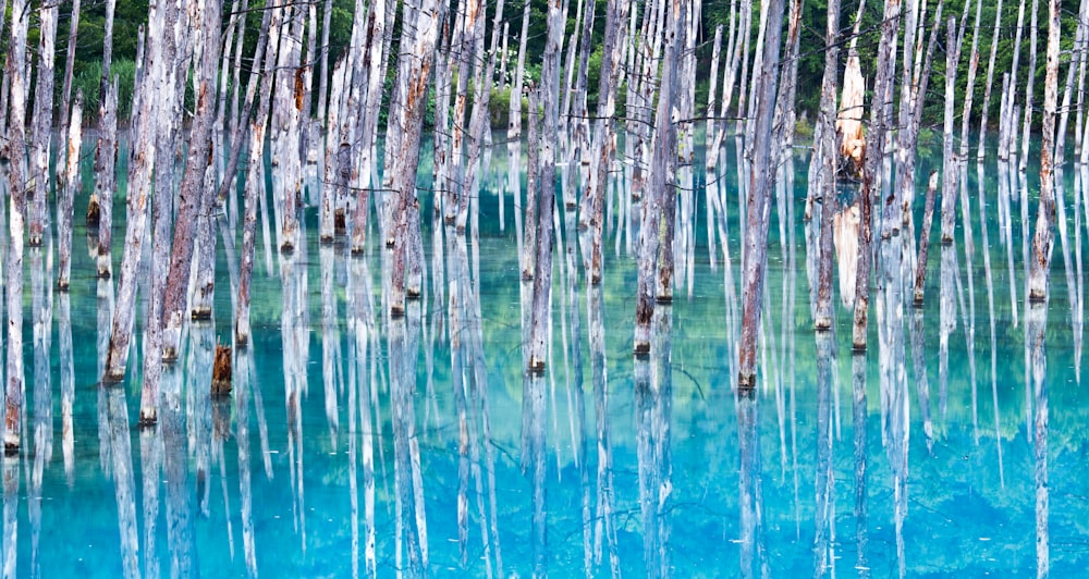 un plan d’eau entouré de nombreux arbres