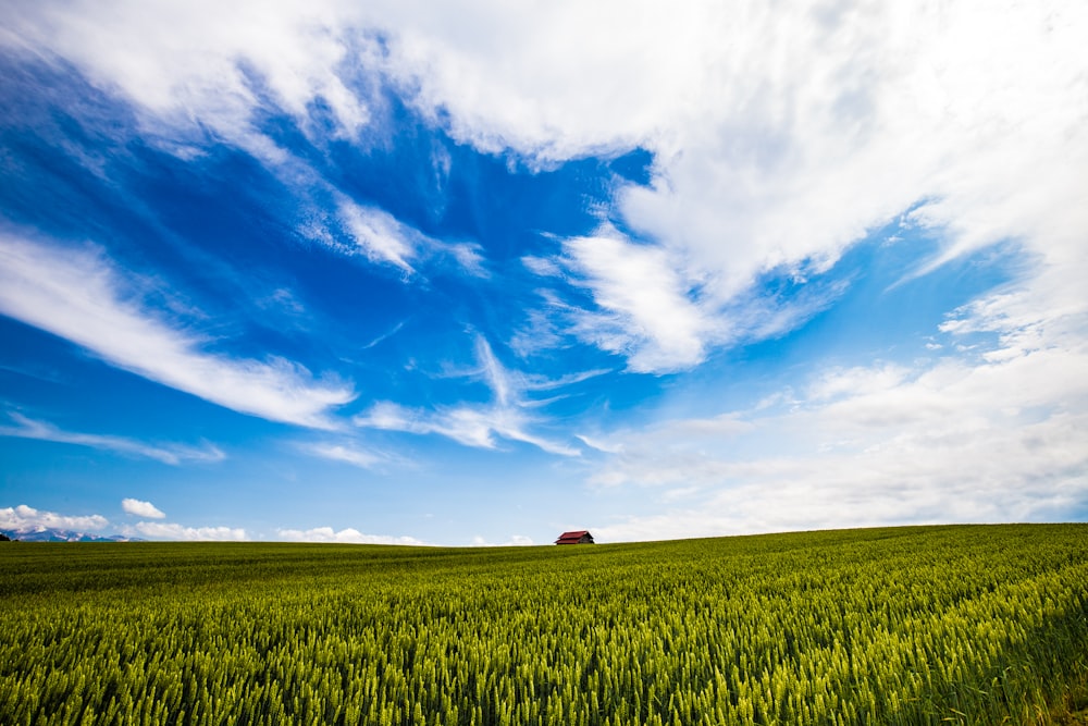 a large field of green grass under a blue sky