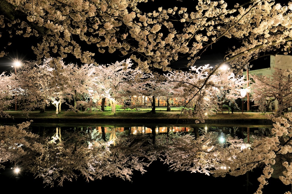 a night scene of a park with trees and lights reflecting in the water