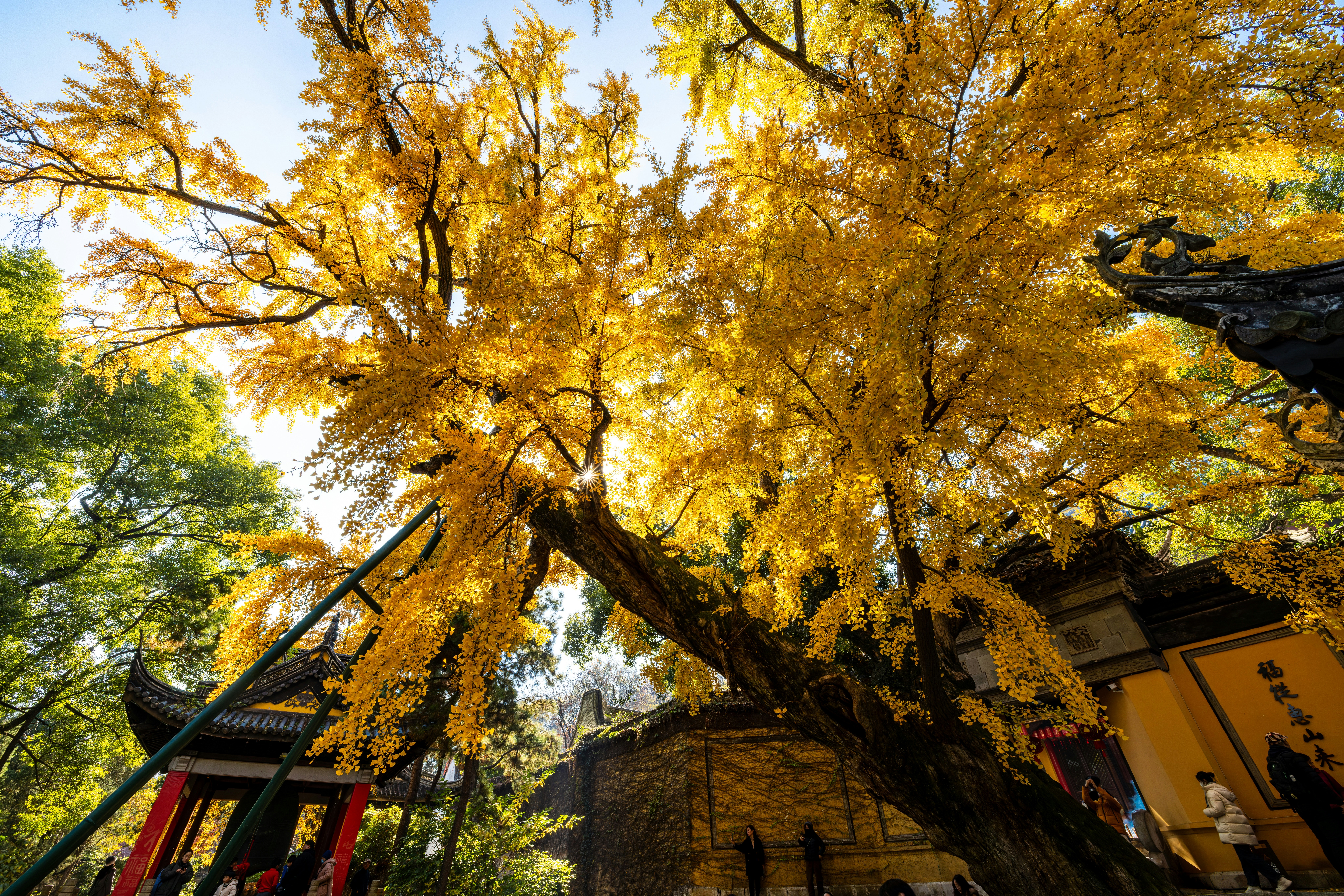 a tree with yellow leaves in a park, 