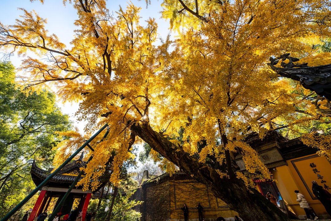 a tree with yellow leaves in a park,