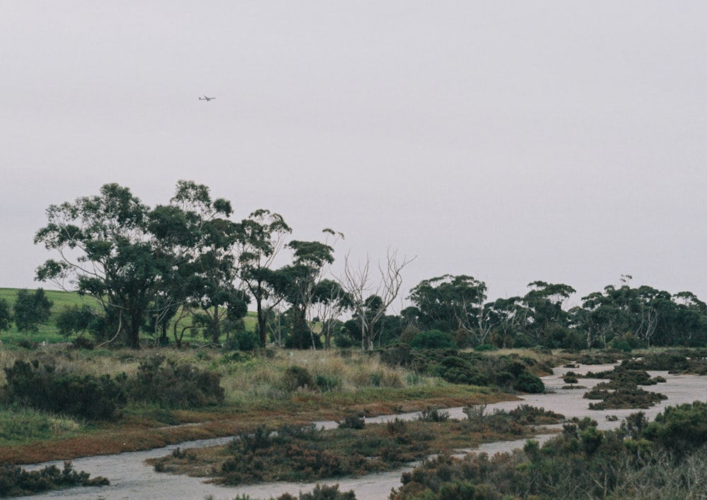 a river running through a lush green forest