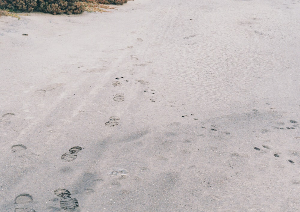 footprints in the sand of a beach near a bush