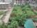 An overgrown piece of land bordered by a brick wall stands amidst a developing urban area. The area is filled with lush green vegetation and trees, hinting at abandonment or lack of maintenance. Surrounding the plot, there are partly constructed buildings made of bricks and concrete beams. A narrow street runs alongside, with scattered construction materials and debris.