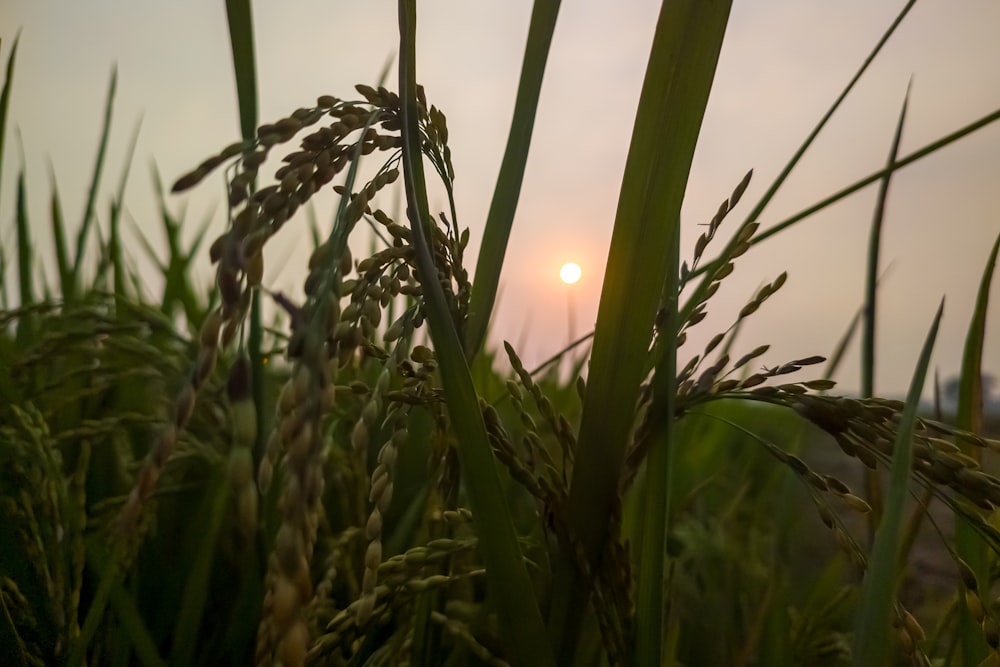 a field of grass with the sun setting in the background