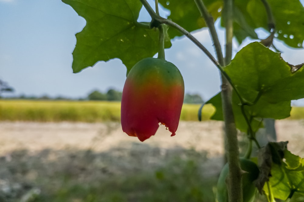 a close up of a fruit growing on a tree