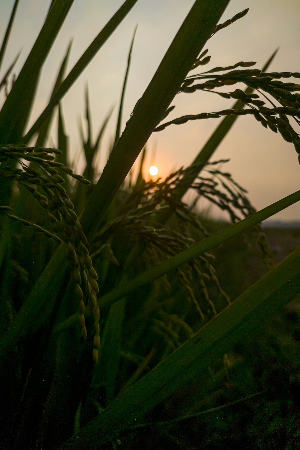 the sun is setting over a field of grass