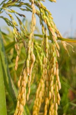 A close-up view of mature rice plants with golden grains clustered together, set against a backdrop of green foliage and a clear blue sky.