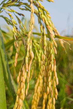 A close-up view of mature rice plants with golden grains clustered together, set against a backdrop of green foliage and a clear blue sky.