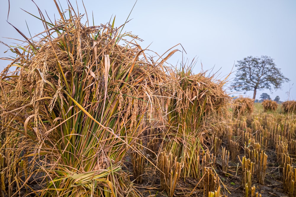 a large pile of dry grass in the middle of a field