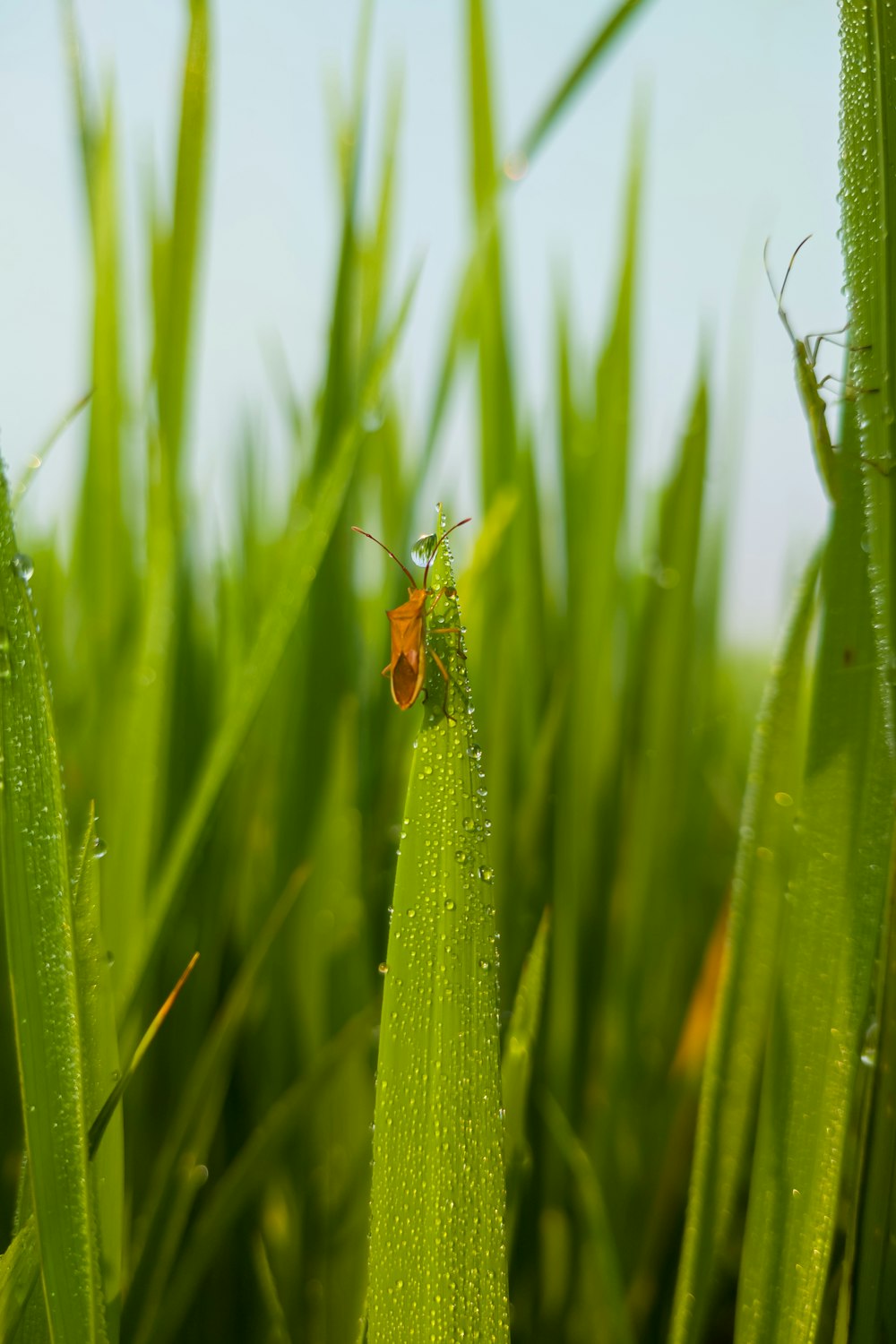 a bug is sitting on a blade of grass