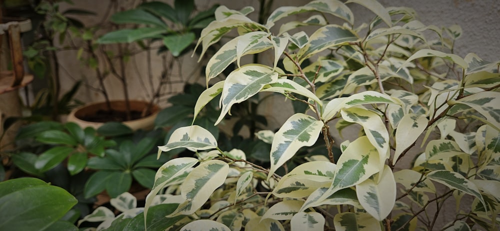 a plant with green and white leaves in a room