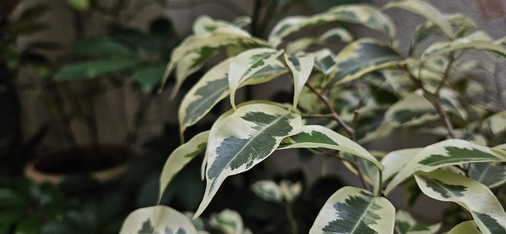 a close up of a plant with green and white leaves