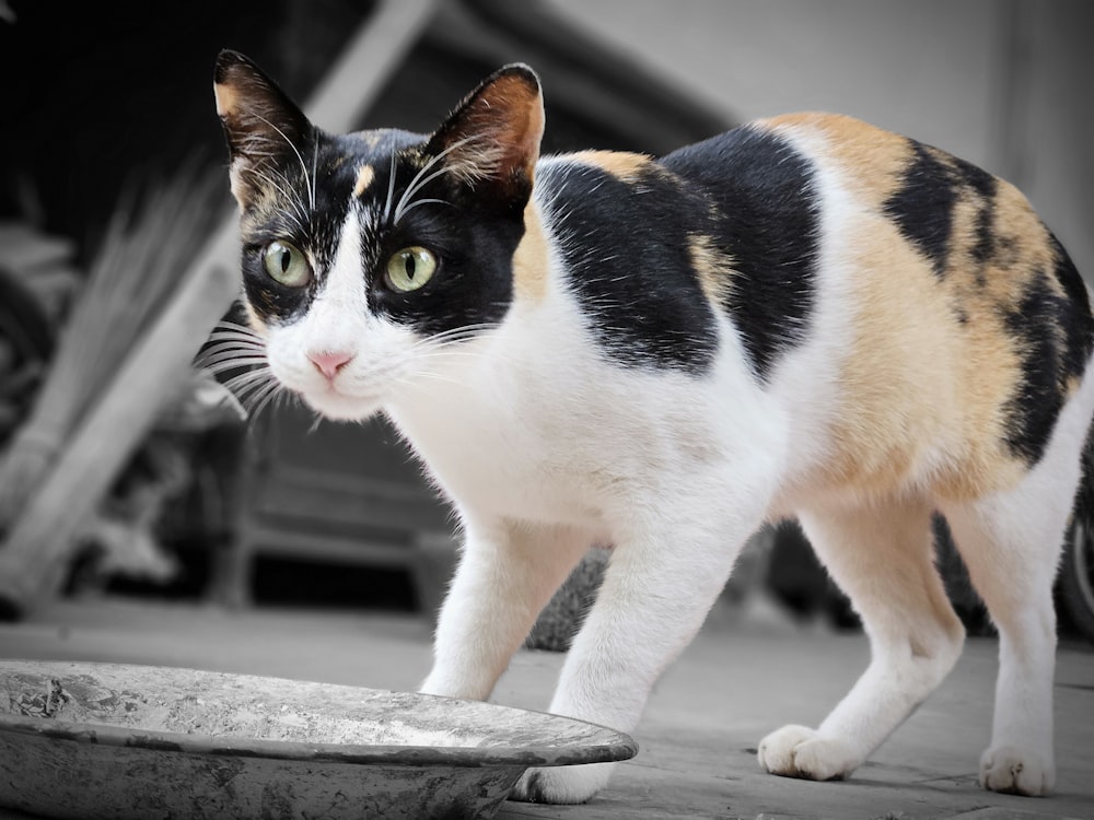 a black, white, and orange cat standing next to a car