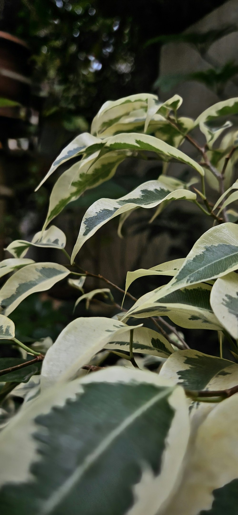 a close up of a plant with green leaves