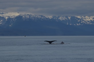 A peaceful sunset over the ocean with a silhouette of a whale tail.