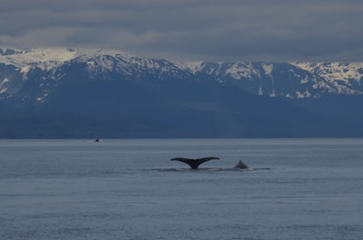 A peaceful sunset over the ocean with a silhouette of a whale tail.