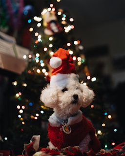 Cute small dog in a Santa hat and festive scarf sitting among wrapped Christmas gifts and holiday decorations.