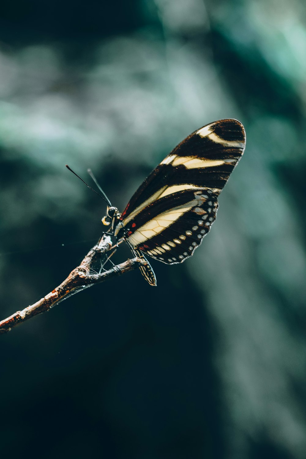 a butterfly is sitting on a twig