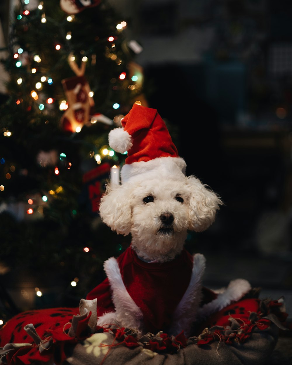 a small white dog wearing a santa hat