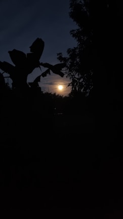 A tranquil outdoor scene with moonlight filtering through misty trees.