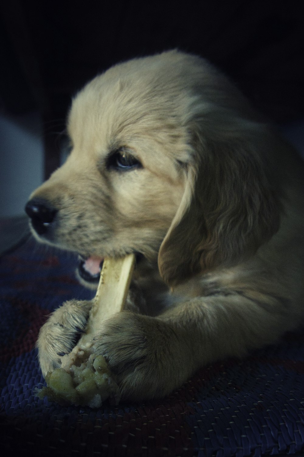 a puppy chewing on a bone in the dark