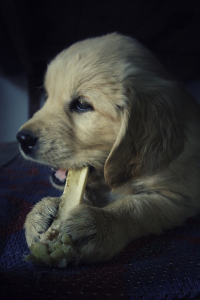 Puppy Teething: Timeline, Symptoms and How to Soothe Sore Gums
