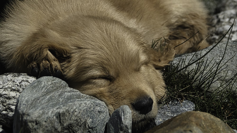 a brown dog laying on top of a pile of rocks