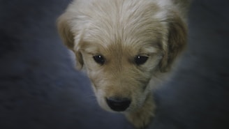A close-up of a golden retriever puppy with soft, fluffy fur and a gentle expression. The puppy's fur appears light golden in color and is slightly tousled around its face.