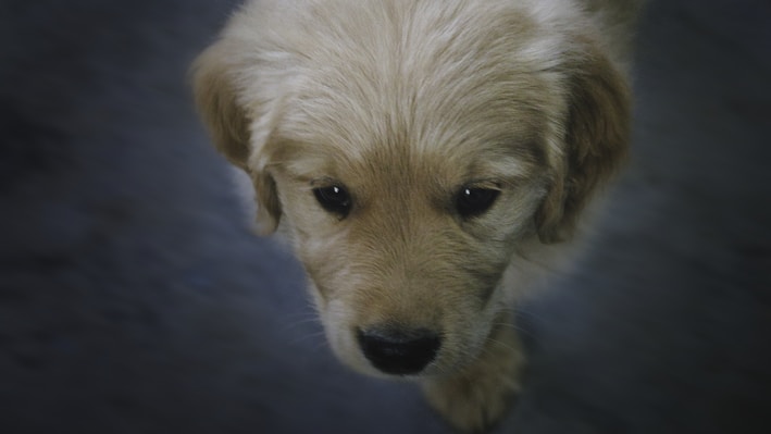 A close-up of a golden retriever puppy with soft, fluffy fur and a gentle expression. The puppy's fur appears light golden in color and is slightly tousled around its face.