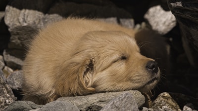 Oakland the puppy curled up on a soft blanket by a sunlit window, eyes gently closed in peaceful rest.