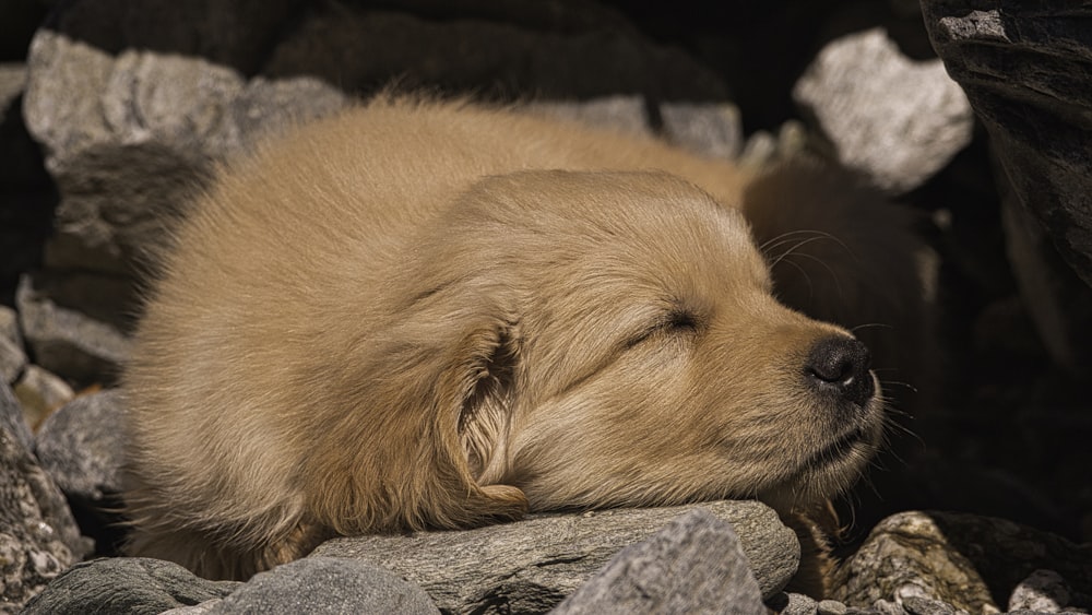 a puppy is sleeping on some rocks