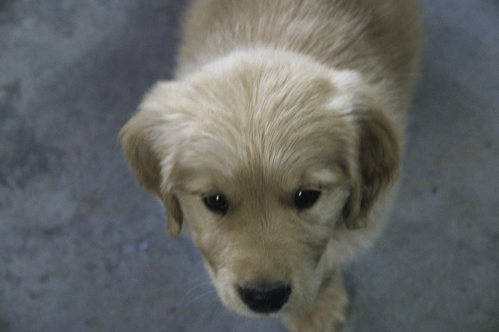 a close up of a small dog on a carpet