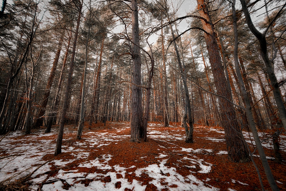 a forest filled with lots of trees covered in snow