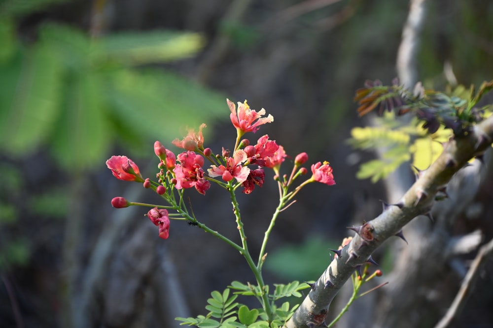 a branch of a tree with red flowers