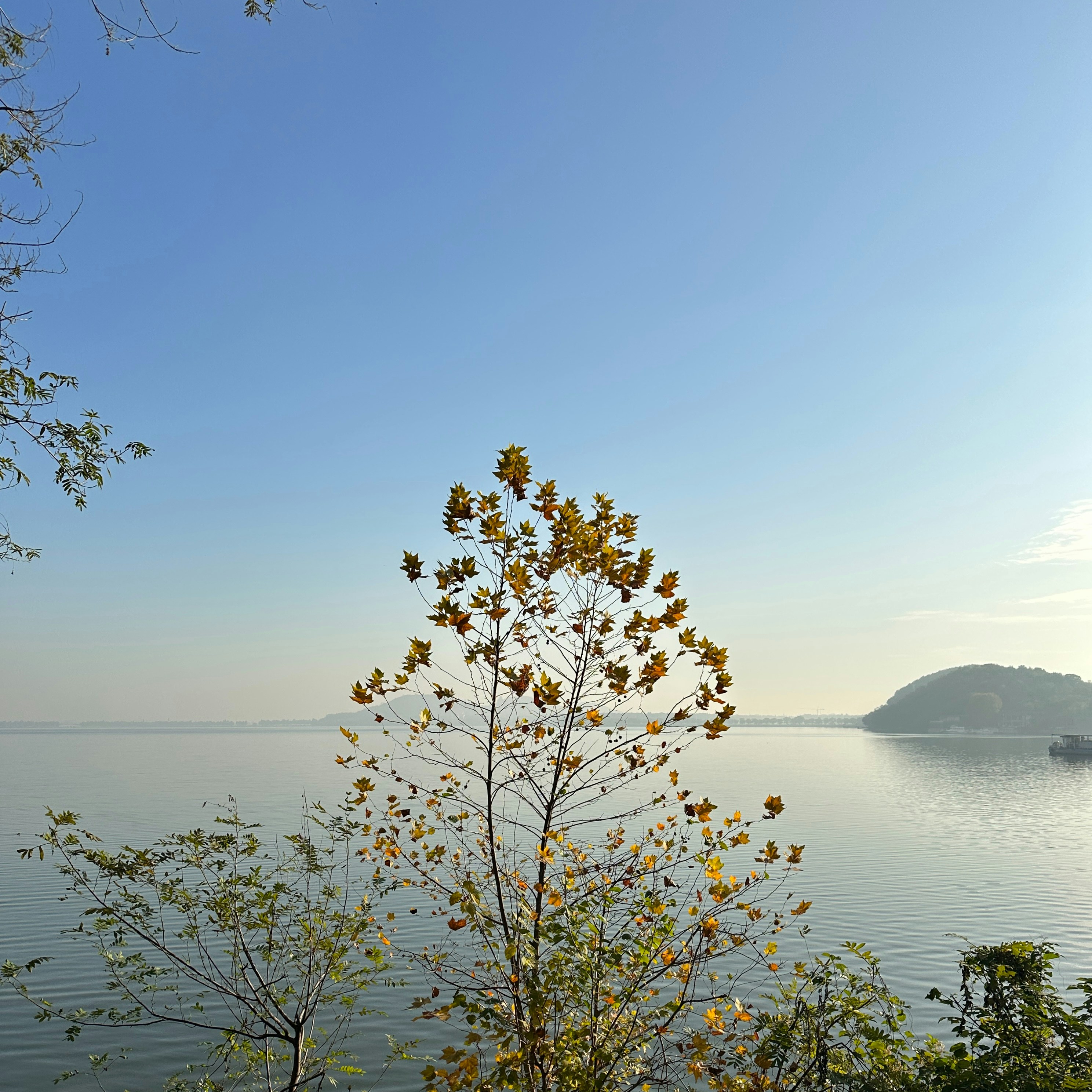 a leafy tree sitting on the edge of a body of water