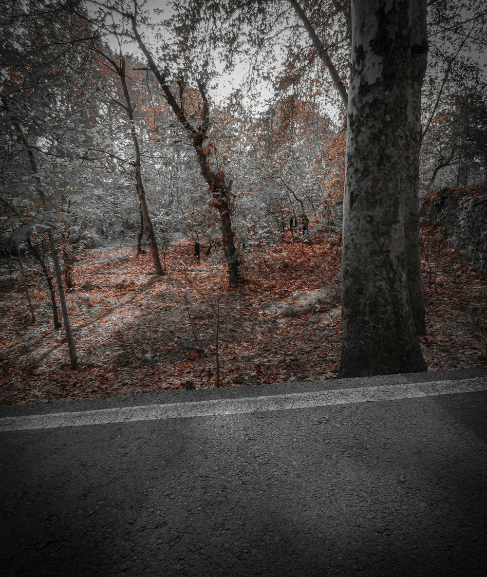 a black and white photo of a forest