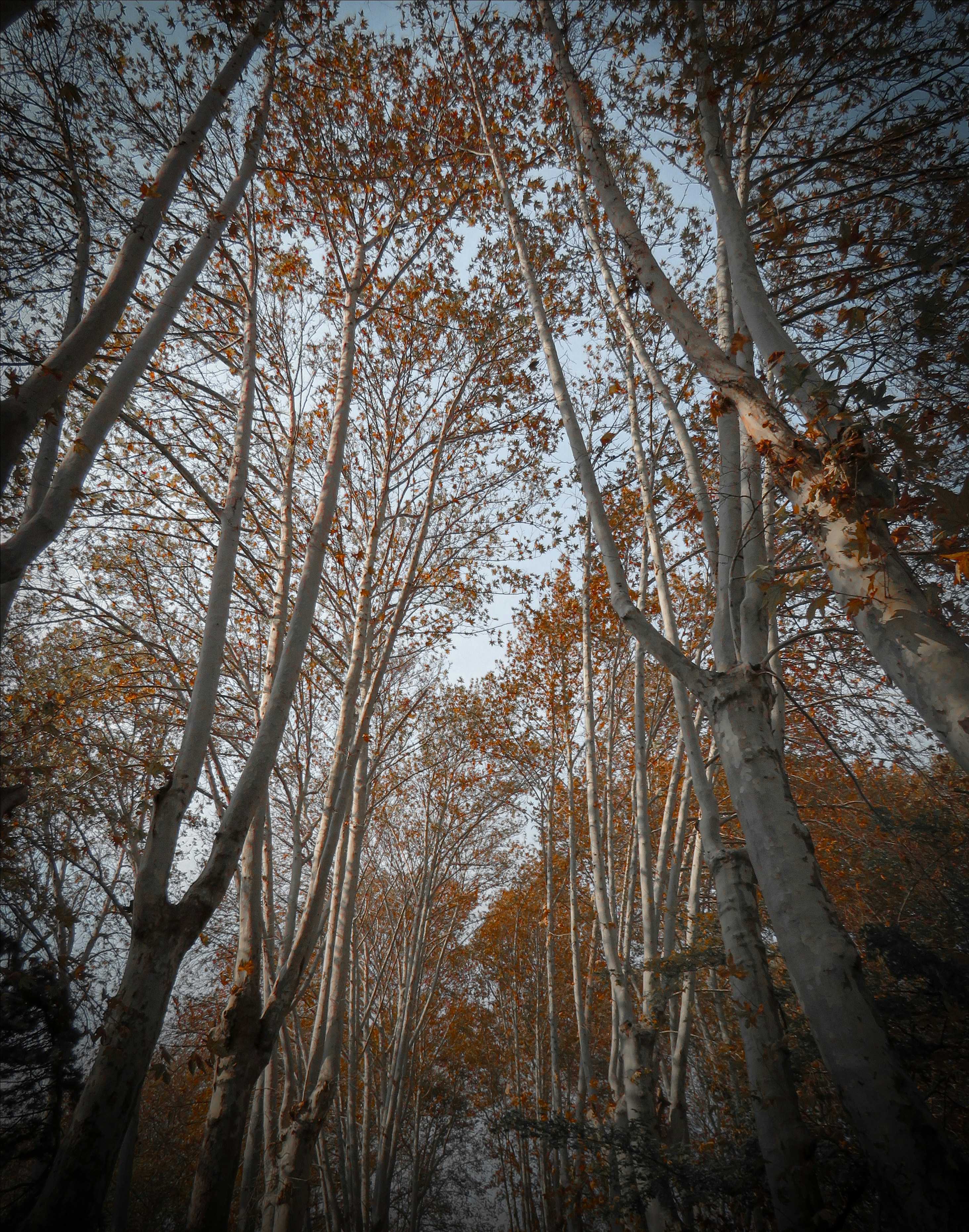 نقش مجمع عمومی عادی در شرکتها