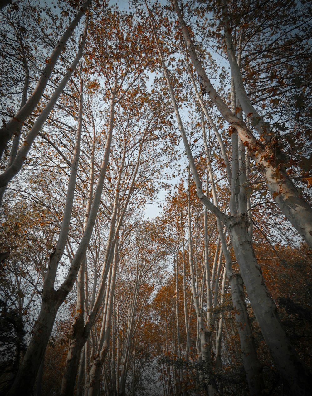 a forest filled with lots of tall trees